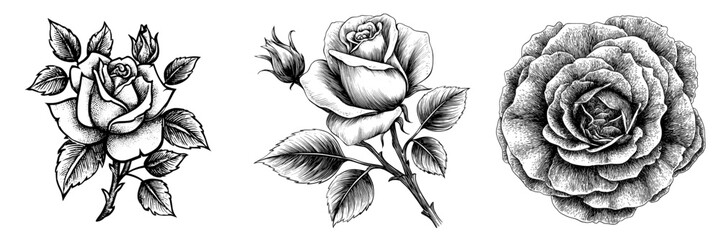 Obraz premium The outline of a rose, initially hand drawn, has been updated to a contemporary look and set against a white backdrop