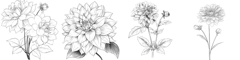 Dahlia flower illustration featuring line art set against a white background