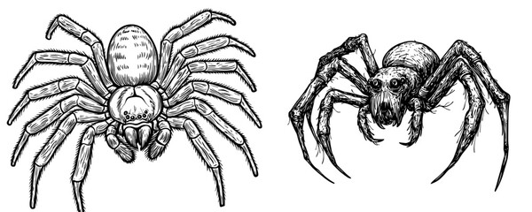 Fototapeta premium Modern conversion of a hand drawn illustration depicting a spider