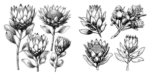 The Protea Sketch Floral Botany Collection features sugarbushes flower drawings in black and white line art on white backgrounds as hand drawn botanical illustrations with a modern sketch style