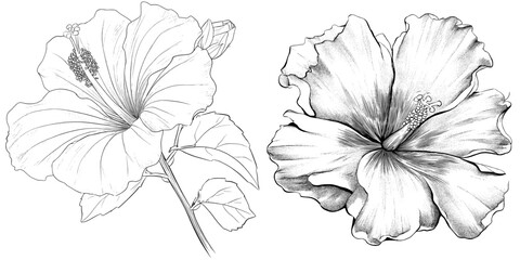 Fototapeta premium The modern illustration features a hibiscus flower drawn in one line art style with a black line sketch on a white background