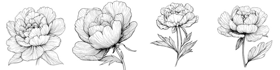 Fototapeta premium A single peony is depicted in a hand-drawn black sketch, set against a white background in a modern illustration style