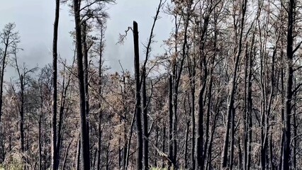 A haunting depiction of a scorched forest, showcasing the dire aftermath of recent destructive wildfires
