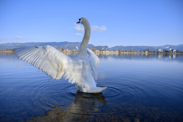 Flügelschlag eines Schwanes im Wasser