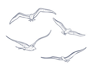 Vector illustration of flying Seabirds in linear style for coastal decorations. Outline drawing of Seagulls for nautical design. Etched art of Sea Birds painted by inks for marine design.