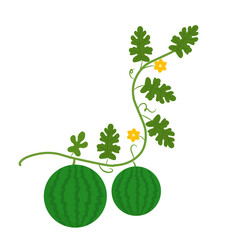 Vector illustration of a watermelon plant with leaves, flowers, and growing fruits in a simple and clean design.