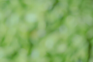 Soft-focused green abstract background with subtle color blending. Perfect for eco-themed designs, presentations, and calm nature-inspired visuals.