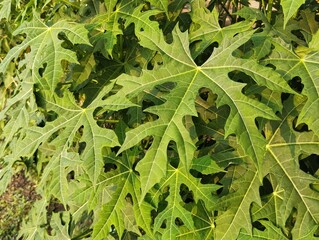 Chaya leaves (Cnidoscolus aconitifolius) in outdoor garden 