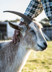 Close up of a Billy goat on a farm