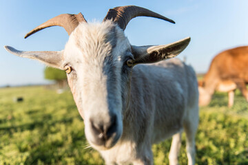 Close up of a Billy goat on a farm