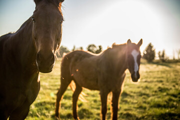 Red Bare back horse, animal