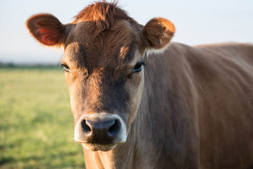 Close up of a Red heifer, cow