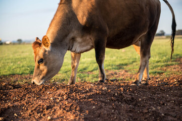 Close up of a Red heifer, cow