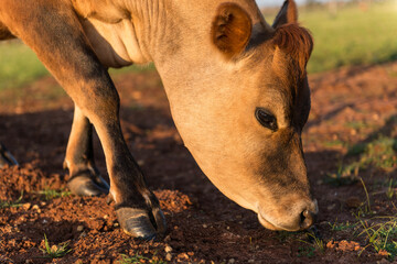 Close up of a Red heifer, cow
