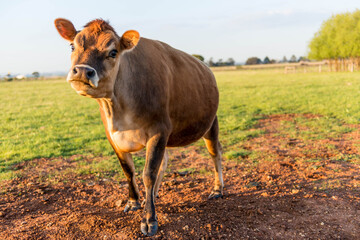 Close up of a Red heifer, cow