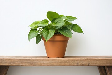 Fototapeta premium Small potted green plant on wooden shelf with white wall background in minimalist home interior