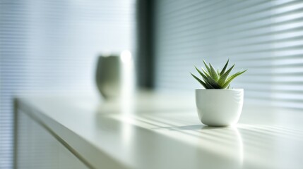 A small green succulent in a white pot sits on a smooth surface with soft-focus effect,