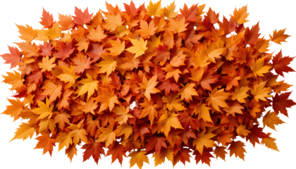 Pile of Colorful Autumn Maple Leaves in Orange, Red, and Yellow – Transparent Background