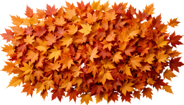 Pile of Colorful Autumn Maple Leaves in Orange, Red, and Yellow – Transparent Background