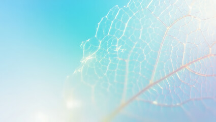 Delicate translucent leaf skeleton against soft blue sky intricate veins