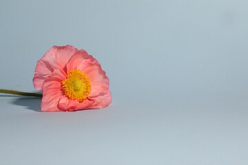 One beautiful poppy flower on grey background, closeup. Space for text