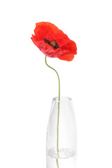 One beautiful poppy flower in vase isolated on white