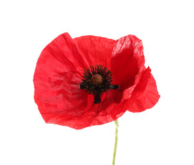One beautiful poppy flower isolated on white