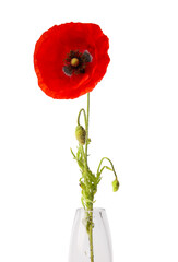 One beautiful poppy flower in vase isolated on white
