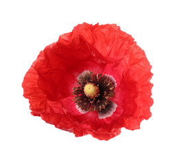 One beautiful poppy flower isolated on white