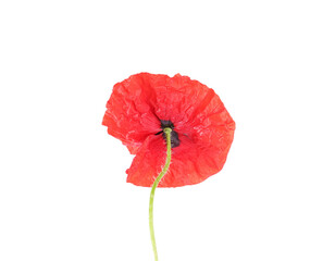 One beautiful poppy flower isolated on white