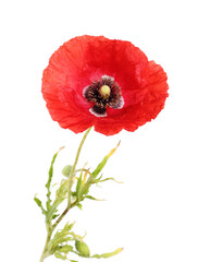 One beautiful poppy flower isolated on white