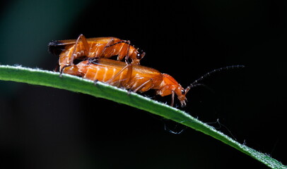the bug on a leaf