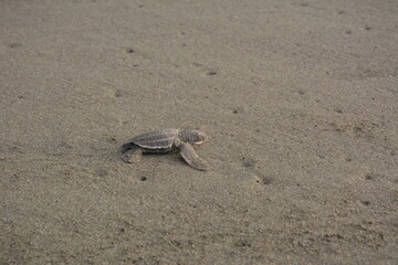 Baby of leatherback sea turtle walking on the sand in Playa Matina (Costa Rica).