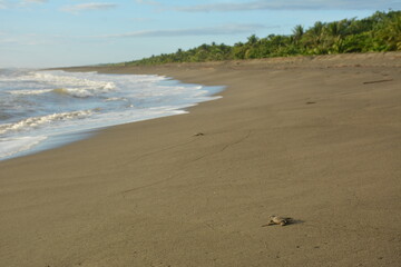 Baby leatherback sea turtle walking on the sand in Playa Matina (Costa Rica).