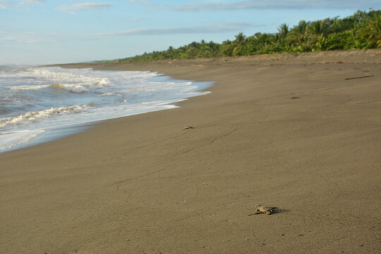 Baby leatherback sea turtle walking on the sand in Playa Matina (Costa Rica).