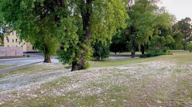 Poplar seed snowfall effect in evening light over grassy terrain in green residential park
