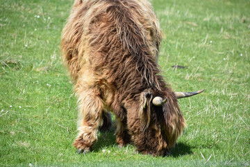 Beautiful Shaggy Highland Cow Grazing in a Field
