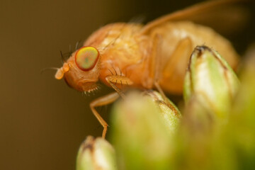 close up of a fly