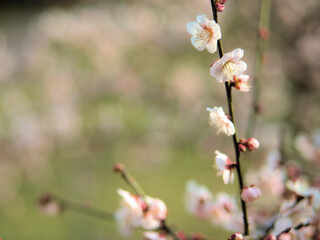 3月に咲いた美しい紅梅「柳川枝垂（ヤナガワシダレ）」