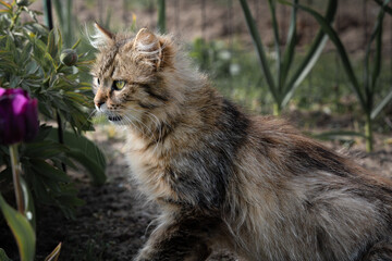 A Siberian cat hiding in the garden, quietly observing from its shelter. The close-up captures its intense gaze and thick fur surrounded by foliage.