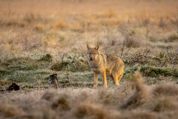 Wildlife photo from Finland