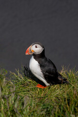 Wildlife Puffins on Iceland