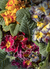 Multicolor primula with Starflame antique shades, Marietta and Flamenco deep purple white edge is...