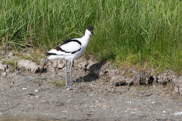 Avocette élégante, Recurvirostra avosetta, Pied Avocet