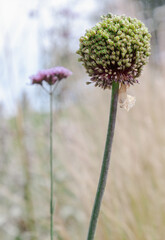 Beautiful of Allium scaberrimum is a bulbous and a spherical to egg-shaped umbel of flowers, use it...