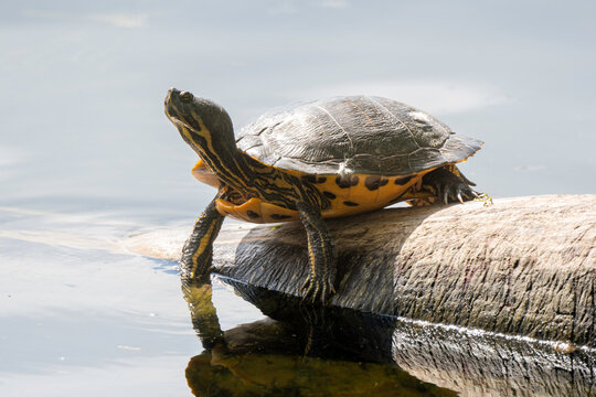 Tortue de Floride, Trachemys scripta