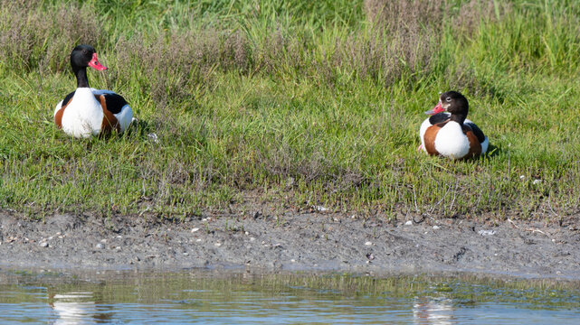 Tadorne de Belon,Tadorna tadorna, Common Shelduck