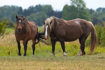 Fototapeta premium Cheval Comtois, cheval de trait, marais; region Pays de Loire; marais Breton; 85, Vendée, Loire Atlantique, France