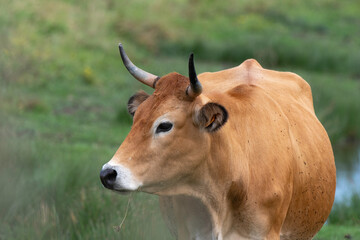 Vache , race Maraichine, region Pays de Loire; marais Breton; 85, Vendée, Loire Atlantique, France