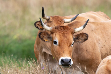 Vache , race Maraichine, region Pays de Loire; marais Breton; 85, Vendée, Loire Atlantique, France